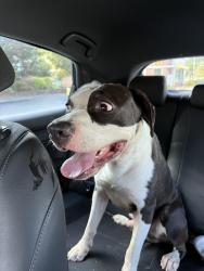 Found/Stray Male Dog last seen Old oak ridge road, Greensboro, NC 27410