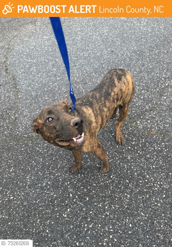 Found/Stray Male Dog last seen Unity Church Road/Willow Cove Lane, Ebenezier UM Church/Cherry Acres Farm, Lincoln County, NC 28037