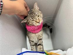 Shelter Stray Female Cat last seen Apt 6G,374 Pearl Street, NEW YORK, NY, 10038, 326 E 110th St, New York, NY 10029, USA