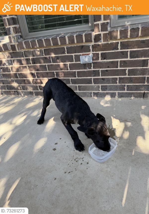 Found/Stray Male Dog last seen Ovilla, Waxahachie, TX 75167