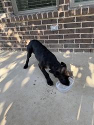 Found/Stray Male Dog last seen Ovilla, Waxahachie, TX 75167