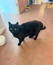 Reunited Male Cat last seen Crofton Park Road, Greater London, England 