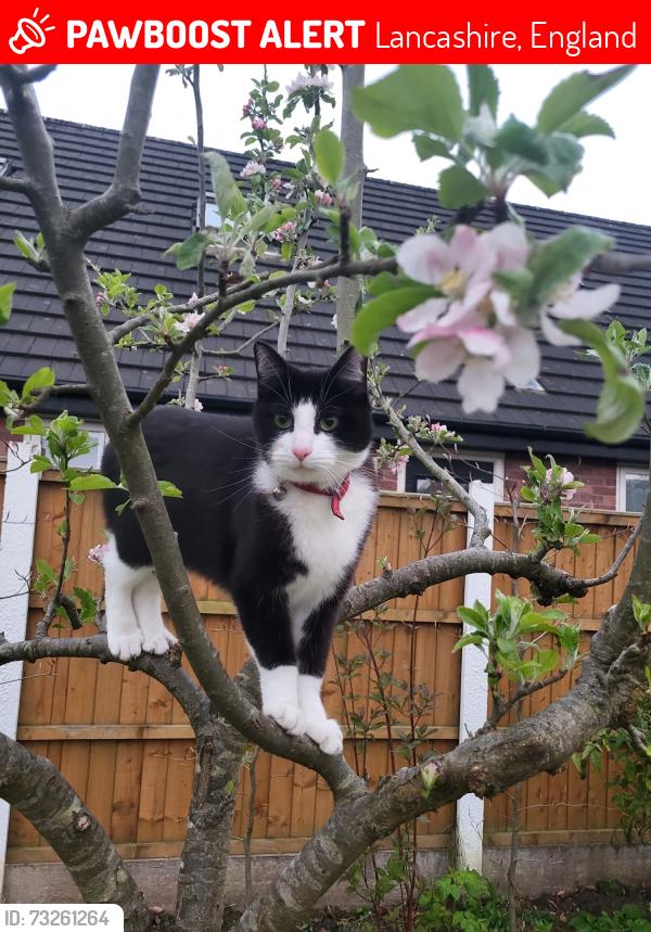 Lost Female Cat last seen Ashfield Road Anderton, Lancashire, England 