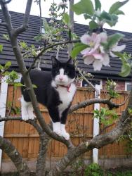 Lost Female Cat last seen Ashfield Road Anderton, Lancashire, England 