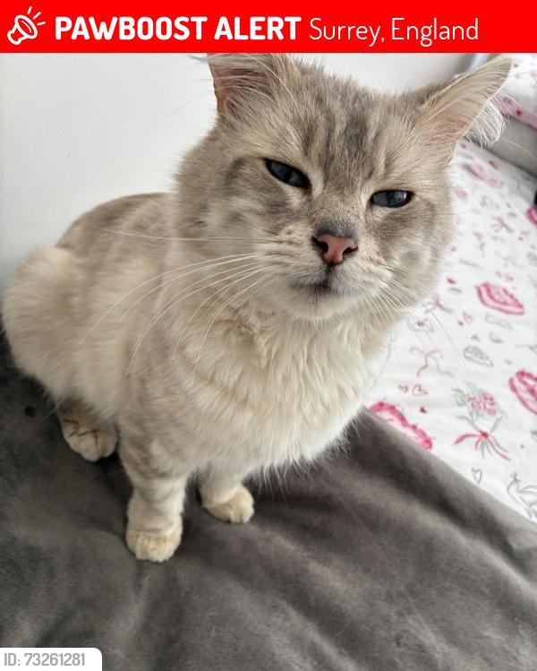 Lost Male Cat last seen Old park close, folly hill area, Surrey, England 