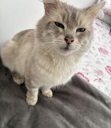 Lost Male Cat last seen Old park close, folly hill area, Surrey, England 