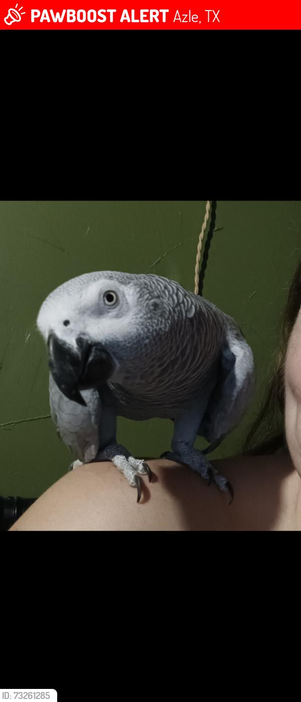 Lost Female Bird last seen Riverbend st and ridge view, Azle, TX 76020
