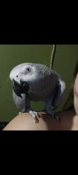 Lost Female Bird last seen Riverbend st and ridge view, Azle, TX 76020