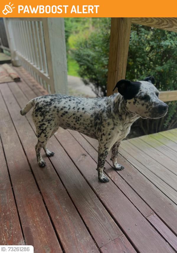 Found/Stray Male Dog last seen Wolfsville MD, Washington County, MD 21773