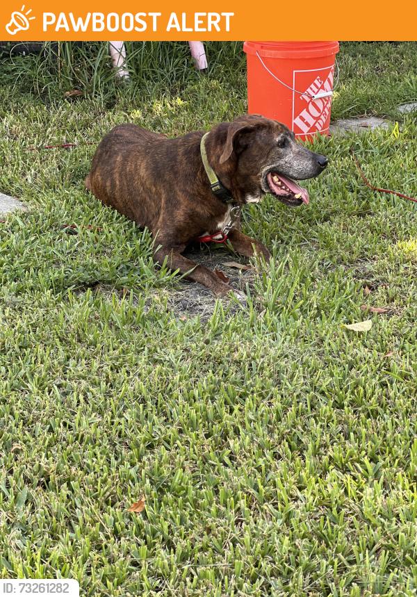 Found/Stray Male Dog last seen 103rd St. Northwest. 3rd. Avenue., Miami-Dade County, FL 33147