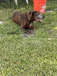 Found/Stray Male Dog last seen 103rd St. Northwest. 3rd. Avenue., Miami-Dade County, FL 33147