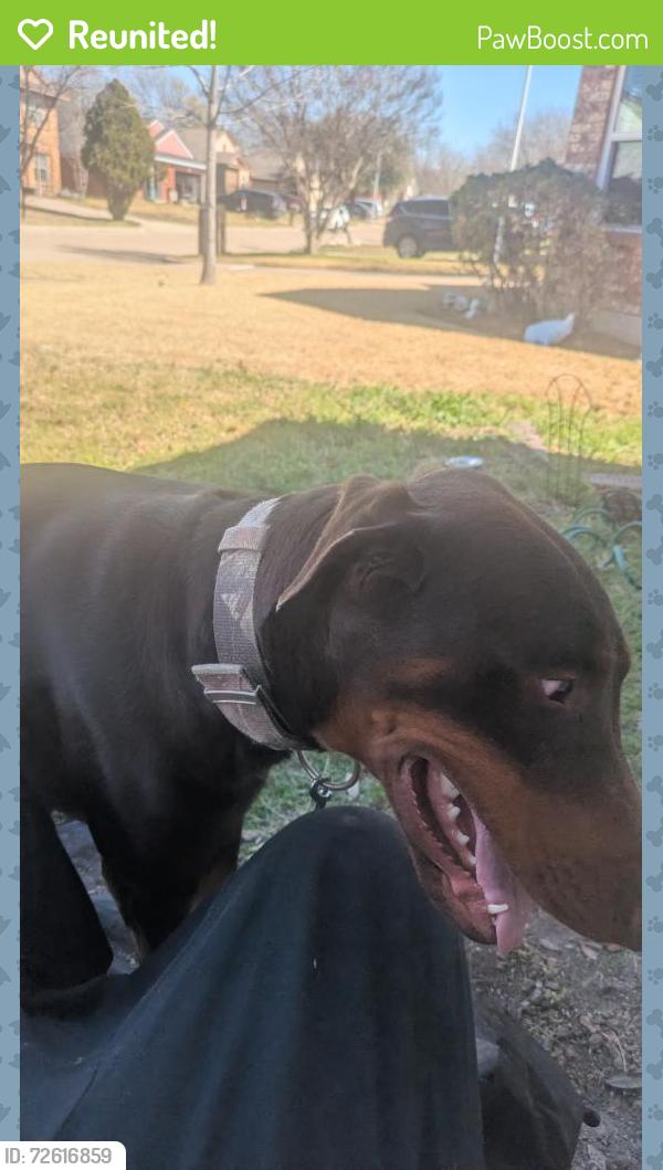 Reunited Male Dog last seen Misty ridge, Fort Worth, TX 76111