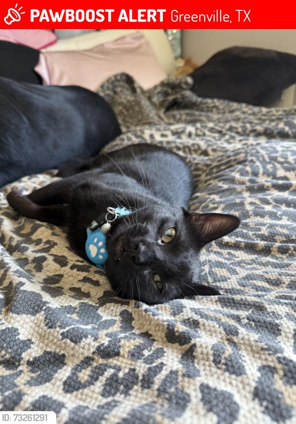Lost Male Cat last seen Hwy 34 CR 2189, Greenville, TX 75402