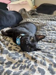 Lost Male Cat last seen Hwy 34 CR 2189, Greenville, TX 75402