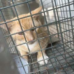 Shelter Stray Unknown Cat last seen , 980 Guilford College Rd, Greensboro, NC 27409, USA
