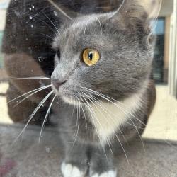 Shelter Stray Female Cat last seen , 980 Guilford College Rd, Greensboro, NC 27409, USA