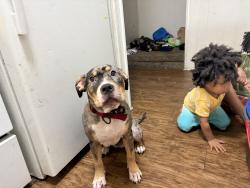 Lost Female Dog last seen Freeport Rd, Fayetteville, NC 28303