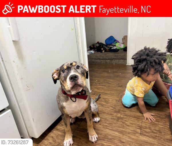 Lost Female Dog last seen Freeport Rd, Fayetteville, NC 28303