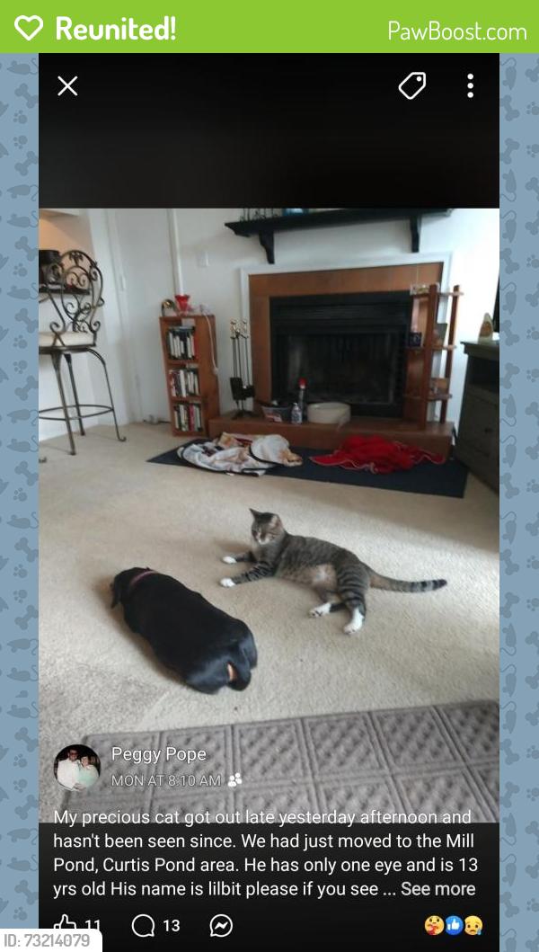 Reunited Male Cat last seen Springtime lane, Mooresville, NC 28115