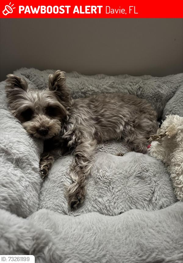 Lost Female Dog last seen Near bridle path ct Davie fl 33328, Davie, FL 33328