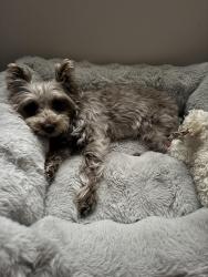 Lost Female Dog last seen Near bridle path ct Davie fl 33328, Davie, FL 33328