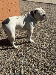 Lost Male Dog last seen 12th and irvington, Tucson, AZ 85706