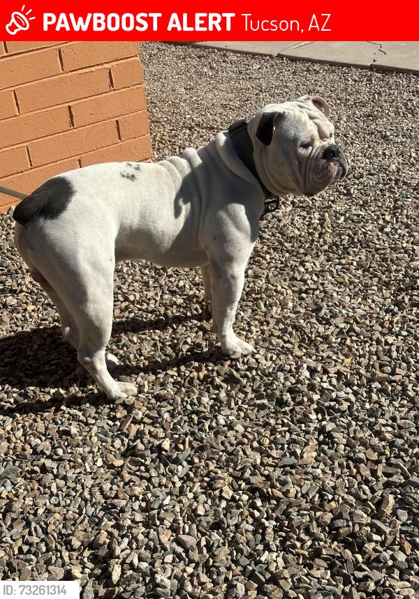 Lost Male Dog last seen 12th and irvington, Tucson, AZ 85706
