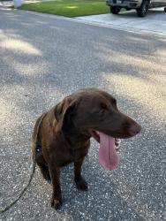 Reunited Female Dog last seen S Golfview Dr and Paddock Dr, Plant City, FL 33566