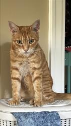 Reunited Unknown Cat last seen Blair street and Patricia ave, Dallas, TX 75223