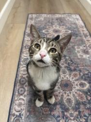 Reunited Male Cat last seen 6th pl and wildwood canyon road, Yucaipa, CA 92399