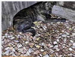 Reunited Male Dog last seen 64th and Gray, Arvada, CO 80003
