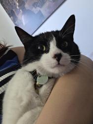 Reunited Male Cat last seen Avenue Papineau avec Belanger, Montréal, QC 