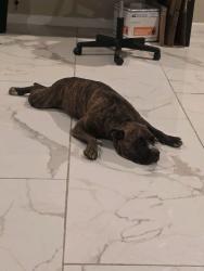 Found/Stray Male Dog last seen Uvalde St and E. Richmond Ave., Fort Worth, TX 76104