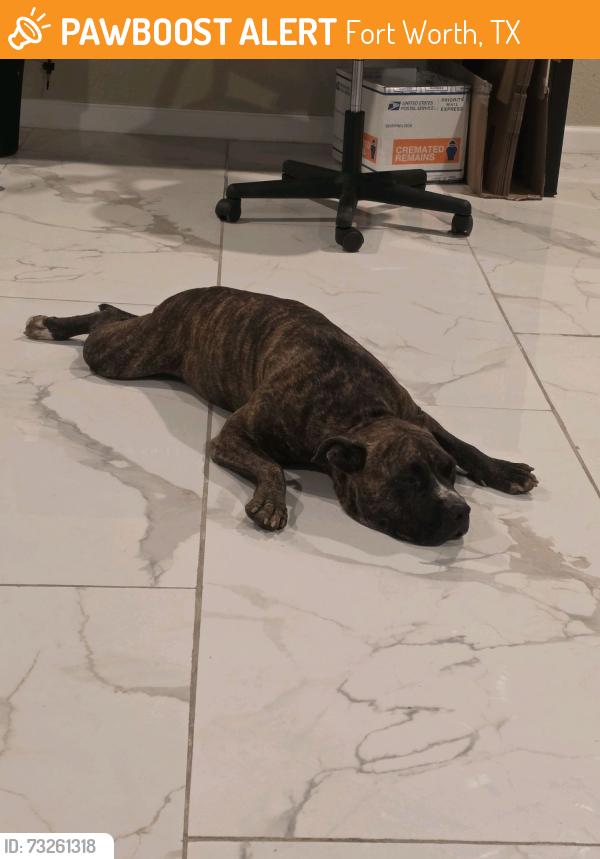 Found/Stray Male Dog last seen Uvalde St and E. Richmond Ave., Fort Worth, TX 76104