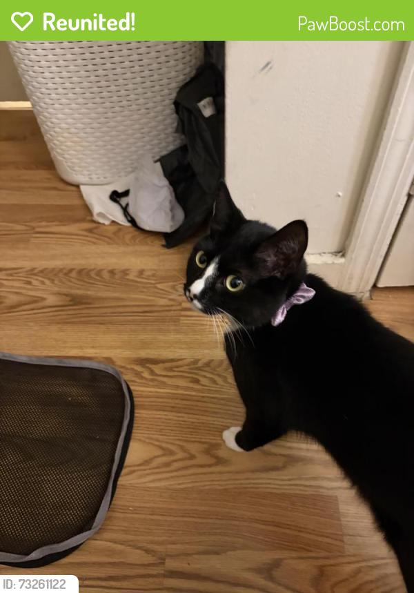 Reunited Female Cat last seen Home, Garfield, NJ 07026