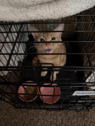 Found/Stray Unknown Cat last seen 51st ave and Union Hills, Glendale, AZ 85304