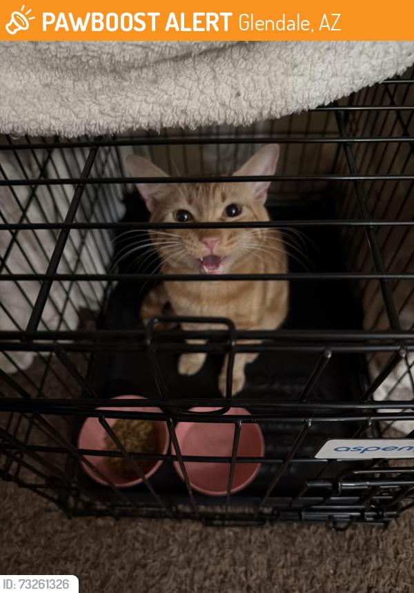 Found/Stray Unknown Cat last seen 51st ave and Union Hills, Glendale, AZ 85304