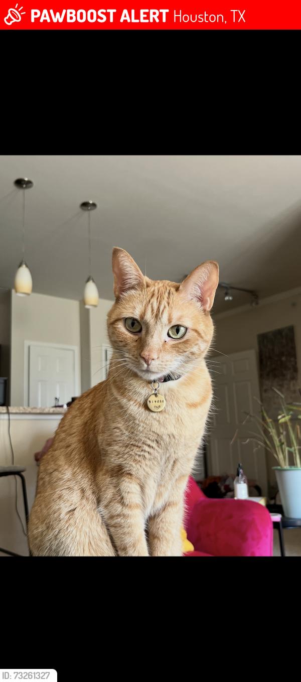 Lost Female Cat last seen Richmond ave, Houston, TX 77042