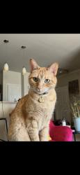 Lost Female Cat last seen Richmond ave, Houston, TX 77042