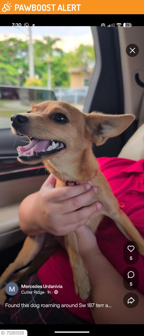 Found/Stray Female Dog last seen Sw 187 terr and 127 ave, South Miami Heights, FL 33177