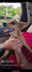 Found/Stray Female Dog last seen Sw 187 terr and 127 ave, South Miami Heights, FL 33177