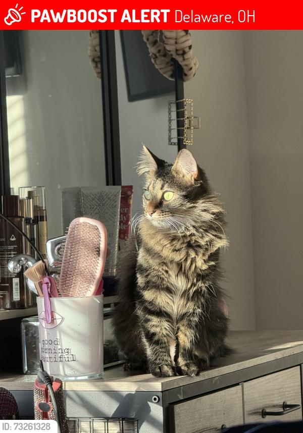 Lost Female Cat last seen delaware ohio, Delaware, OH 43015