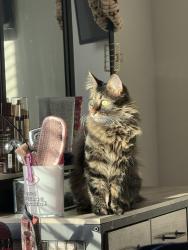 Lost Female Cat last seen delaware ohio, Delaware, OH 43015