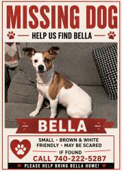 Reunited Female Dog last seen Dollar General, Latham, OH 45646
