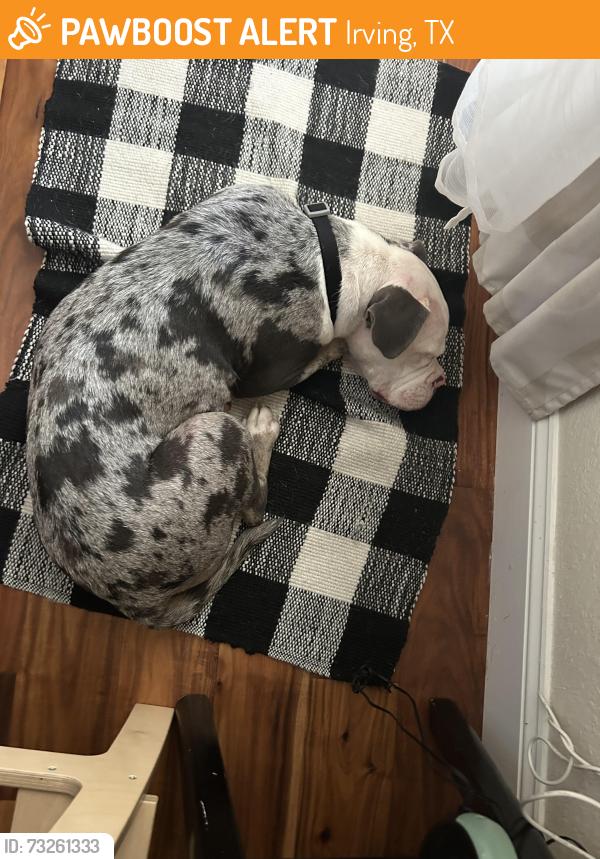 Found/Stray Female Dog last seen Lonestar Criket Ground, Irving, TX 75060