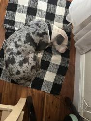 Found/Stray Female Dog last seen Lonestar Criket Ground, Irving, TX 75060