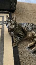Lost Male Cat last seen Taylor Mill / Latonia, Taylor Mill, KY 41015