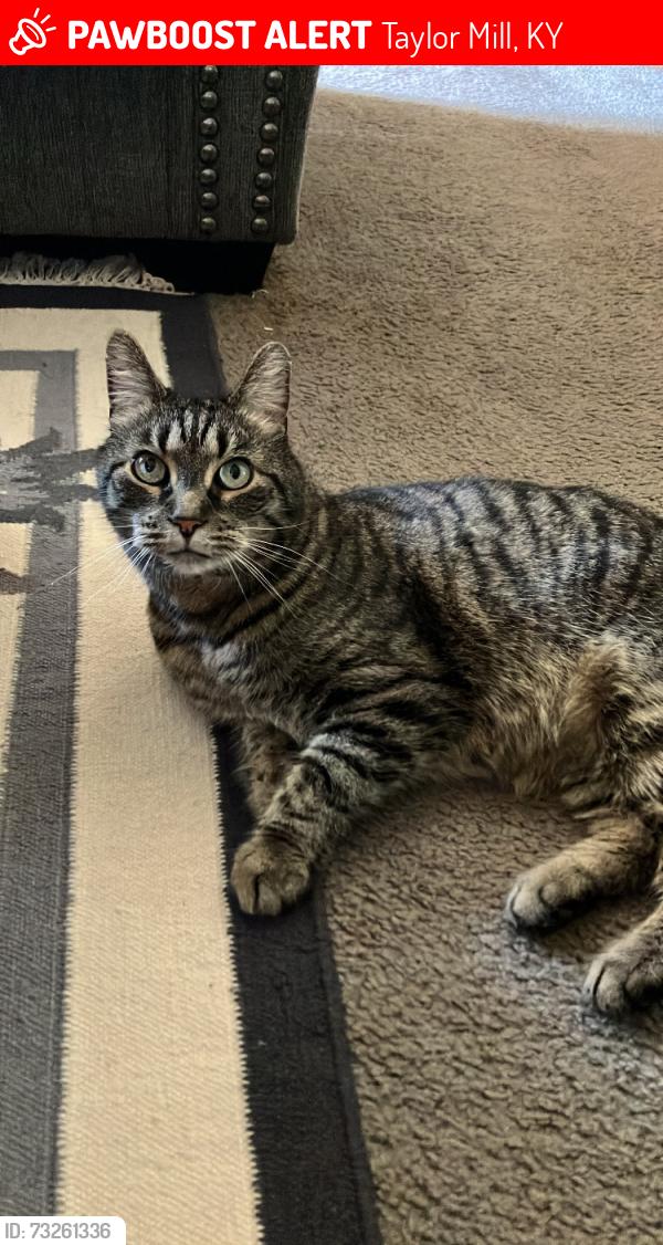 Lost Male Cat last seen Taylor Mill / Latonia, Taylor Mill, KY 41015