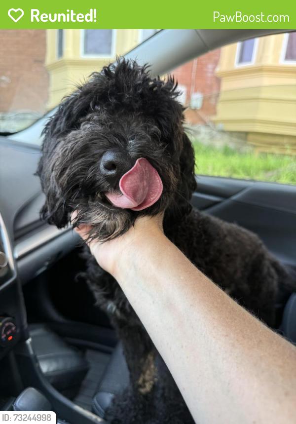Reunited Male Dog last seen Walnut Lane and Morton Street, Philadelphia, Philadelphia, PA 19144