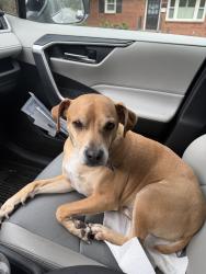 Found/Stray Male Dog last seen Yankee horse trail in montebello, Blue Ridge Pkwy,  27024